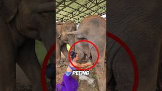 Girl Uses Elephant Pee 🤢 💦 [upl. by Florie701]