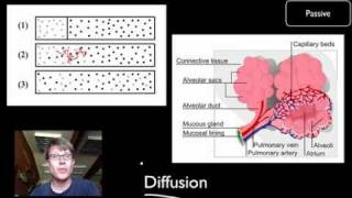 Transport Across Cell Membranes [upl. by Darra]