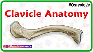 Clavicle Anatomy Animation  General features Osteology Attachments Development clinical anatomy [upl. by Moazami221]