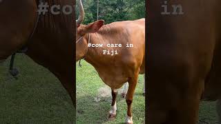 cowcare krishnafijipleasesubscribemychannel [upl. by Nataline381]