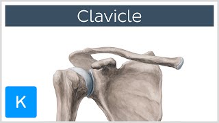 Clavicle Bone  Location Definition amp Function  Human Anatomy  Kenhub [upl. by Monte]