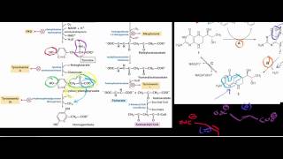 Biochemistry  Catabolism of Phenylalanine amp Tyrosine to Acetoacetate [upl. by Melas]