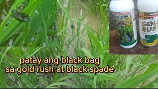 RC222 27DAS pag spray ng gold rush at blackspade para sa blackbag [upl. by Mathilde74]