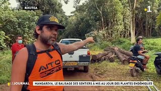 Mangareva le balisage des sentiers à mis au jour des plantes endémiques [upl. by Aniral]