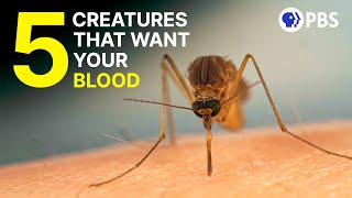 The Bizarre Biology of 5 Bloodsucking Creatures  Deep Look [upl. by Loats]