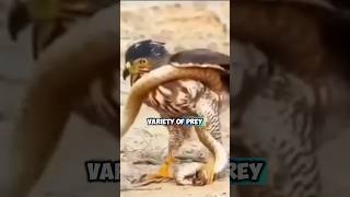 Crested Hawk Eagle Versatile Hunting Strategies  Wildlife Documentary [upl. by Atoel]