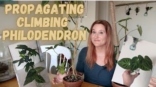 Propagating Climbing Philodendron  PVerrucosum and PPedatum [upl. by Nosae]