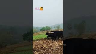 Sarson ka kheti hamare Jharkhand mein aise hoti hai [upl. by Ennaej]