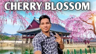 Japanese Cherry Blossom Festival 2023  Kobe CityJapan  Japan Vlog  Bangladeshi in Japan [upl. by Ardnosak245]