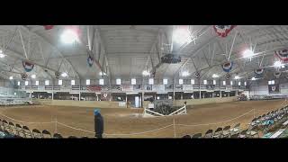 2024 BUCKEYE MORGAN HORSE SALE STALLION PRESENTATION [upl. by Aiuqat979]