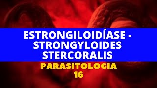 ESTRONGILOIDÍASE  STRONGYLOIDES STERCORALIS  PARASITOLOGIA 16 [upl. by Lenaj]