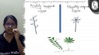 How is a pinnately compound leaf different from a palmately compoun [upl. by Tades]