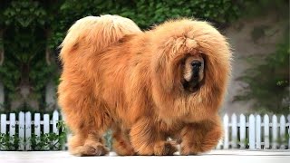 Tibetan Mastiff 🐶 The King of Fluffy Giants [upl. by Dragon966]