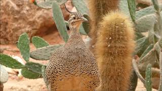 Elegantcrested tinamou vocalisation [upl. by Jolanta]