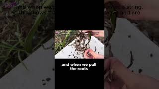 Identify and Fix Root Rot in Orchids orchids orchidroots plants flowers orchidcare diy [upl. by Almund558]