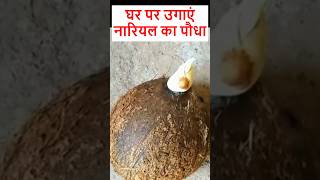 भारत में कहीं भी उगा सकते हैं Coconut Tree  coconutwater nariyal shorts [upl. by Htims]