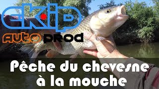 Pêche du chevesne à la mouche un retour difficile [upl. by Slavin79]