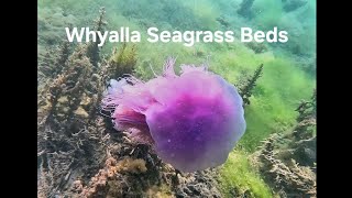 Underwater Whyalla  Seagrass Beds and Marina Pool  Adelaide Freedive Tribe amp Snorkel Tribe [upl. by Dupaix825]