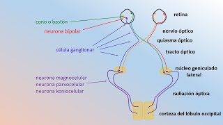 algunas estructuras del ojo [upl. by Itin]