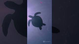 Caretta Carettas Live Story [upl. by Selma]