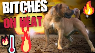 Real Boerboels  Recognizing Heat Signs in Dogs  A Comprehensive Guide [upl. by Nitsirc]