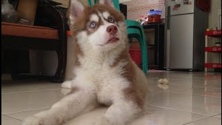 Husky Puppy Crying and Howling [upl. by Asehr]