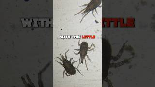 Doritos have BUGS under microscope at 200x facts fact funnyvideo [upl. by Leann863]