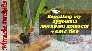 How to repot a zygonisia orchid  care tips  Semi hydroponics [upl. by Ainevul]