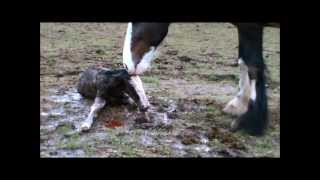 Angel gives birth 6th March 2012wmv [upl. by Haleeuqa]