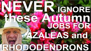 Never Ignore these Autumn Jobs for Rhododendrons and Azaleas [upl. by Nissy]