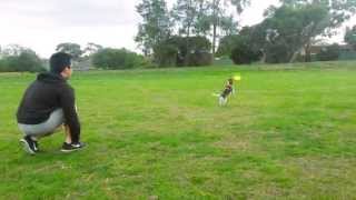 Frisbee dog  DeeDee the Jack Russell Terrier [upl. by Older867]