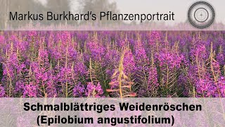 Epilobium angustifolium Weidenröschen essbare Wildkräuter Heilkraft und Bienen und Hummelwunder [upl. by Shum]