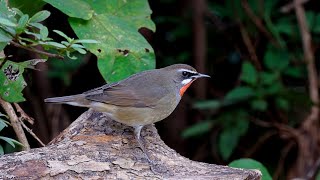 ノゴマ 野鳥 Siberian rubythroat Calliope calliope wildbirds [upl. by Esil817]