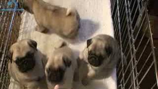 Pug puppies [upl. by Skippie239]