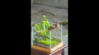 plant a moss and Carnivorous plants terrarium full video terrariumart indoorgarden [upl. by Star299]