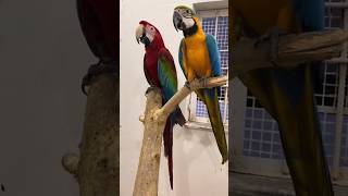 Talking Macaw talkingmacaw macaw parrot parrotlover ytshorts shorts mrsohailpets [upl. by Alodie]