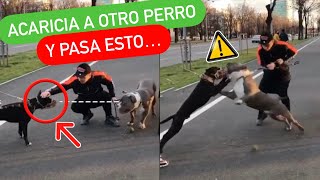 ¿Cómo SOCIALIZAR a tu PERRO 👉 NUNCA ❌ PERO NUNCA HAGAS ESTO 🚨  4EverDogs [upl. by Livy]