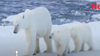 Polar Bears Face Rising Disease Risk in a Rapidly Warming Arctic [upl. by Hecht]