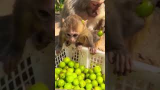 Funny comedy monkey videos 🐒 Mr NGO 🐒 shorts videos 🐒 comedy monkey shorts youtubeshorts [upl. by Conlan]