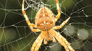 Pająk Krzyżak ogrodowy  European garden spider cross spider  Araneus diadematus [upl. by Gerhardine338]