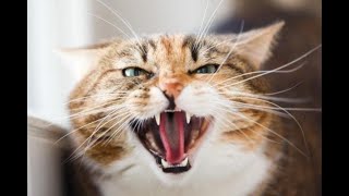 1 Hour of scary amp angry Cat sound  ساعة من صوت قطط غاضبة عالي و مخيف [upl. by Mena]