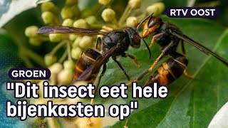 Hoe vang je een Aziatische hoornaar  Oost [upl. by Hannan]