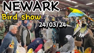 NEWARK BIRD SHOW SPRING 240324 Part  1 [upl. by Tomkin]