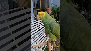 Porque Estoy Super Guapo 😎 Loro Que Habla Shorts animals parrot humor amor birds mascota fyp [upl. by Ylimme606]