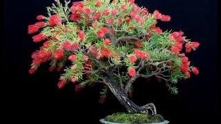 Callistemon viminalis  Australian Native Plants as Bonsai [upl. by Gonroff451]