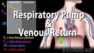 How Respiratory Pump Affects Venous Return Animation [upl. by Nnaarual431]