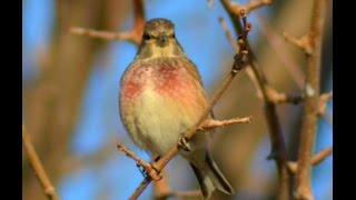 Common Linnet Song  Keten Kusu [upl. by Dorfman381]