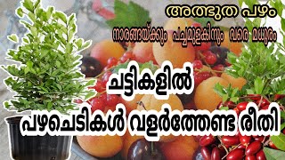 Fruit tree malayalam  How to grow fruit plants in pot  Miracle fruit tree Container Gardening [upl. by Enattirb]