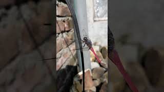 dragonflyshorts dragonfly shortsvideo shorts naturalvideo naturalvideography vetpetdiary [upl. by Elawalo]