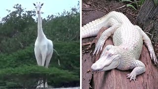 7 Animales Albinos Que Son Únicos En El Mundo [upl. by Robbins303]